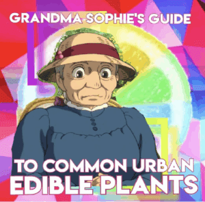 Leave them Bee // Grandma Sophie’s Guide to Urban Edible Plants